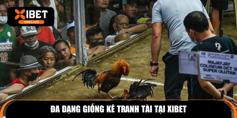 Đa dạng giống kê tranh tài tại XIBET