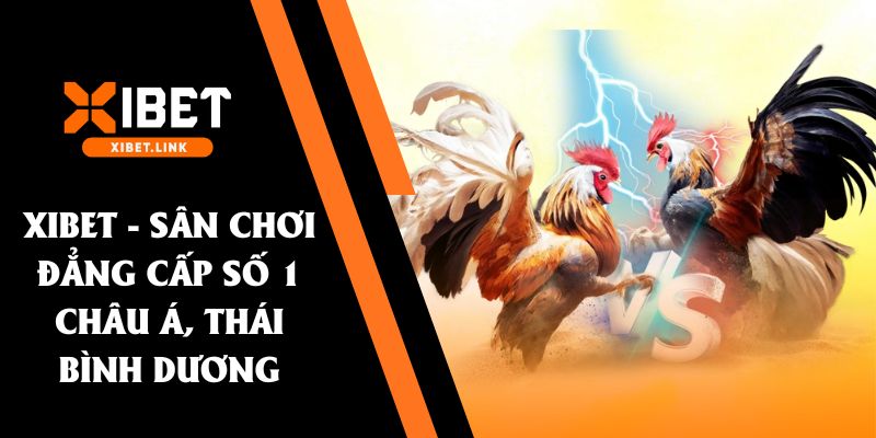 Đá gà cựa dao XIBET