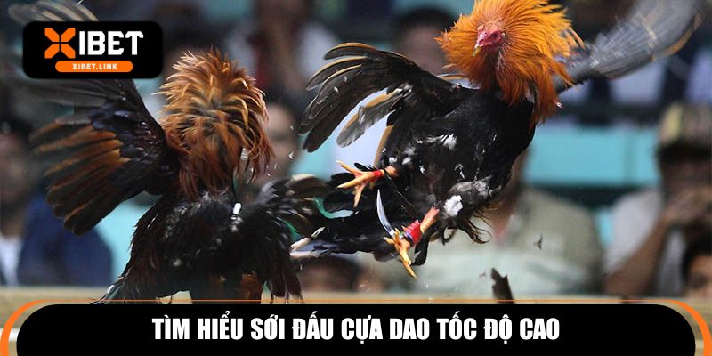 Tìm hiểu sới đấu cựa dao tốc độ cao