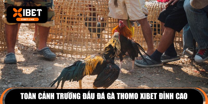 Toàn cảnh trường đấu đá gà Thomo XIBET đỉnh cao